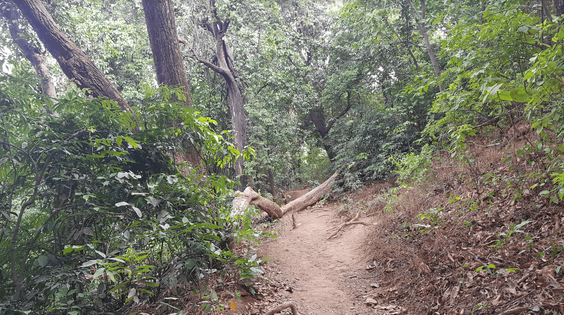Hike Path